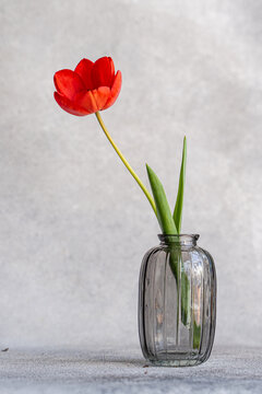 Single red tulip in glass vase on minimalist interior backdrop