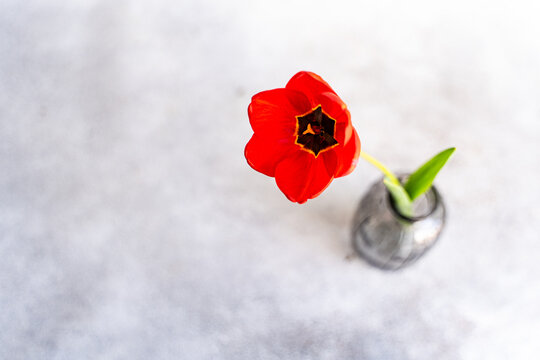 Red tulip in glass vase on soft minimal interior background