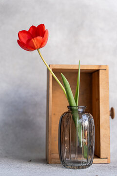 Red tulip in glass vase with wooden box in interior