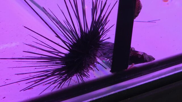 Close Up Shot of a Black Sea Urchin inside a Glass Aquarium Tank with Purple Light