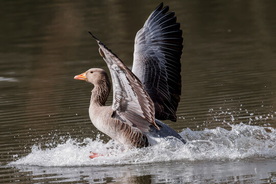 Greylag Goose Landing On Lake - _S5A6079