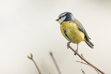 Blue Tit On Branch - 241E3729 © Hizglebe