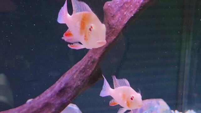 Albino Threadfin Acara Swimming Near Driftwood a Popular South American Cichlid Species