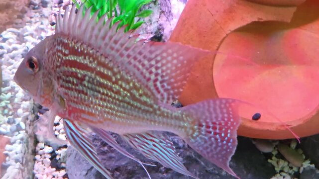 Close-Up Footage of a Sven's Eartheater (Geophagus sveni) Fish Swimming in an Aquarium