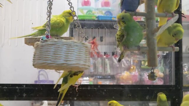 Footage of Multiple Colorful Budgies Playing in an Indoor Birdcage