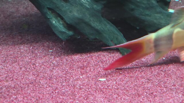 Clown Loach Swimming Near a Piece of Wood on a Red Sand Substrate