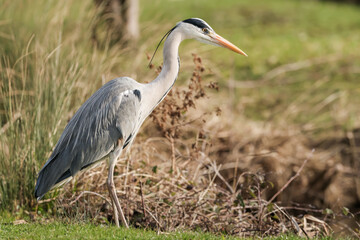 Fototapeta premium Grey Heron Standing By Side Of Lake - 241E0730_b