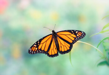 A male monarch butterfly (danaus pleippus) with wings spread wide. On a soft natural background. © Corry Anne