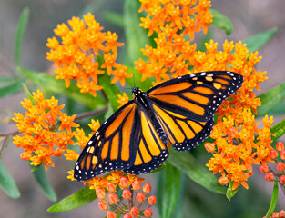 A monarch butterfly (danaus plexippus) feeding on  bright orange milkweed (asclepias tuberosa) flowers  - top view with wings spread open © Corry Anne