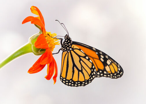 Close up (macro) of a monarch butterfly feeding on a tithonia flower - isolated on a soft background