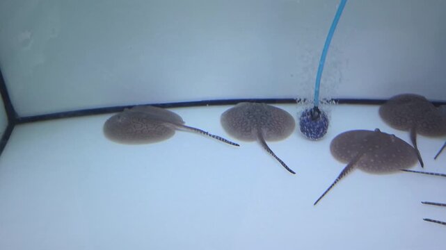 Close-Up Footage of Several Freshwater Stingrays Swimming in an Aquarium