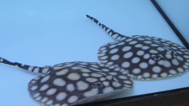 Two Spotted Black Diamond Stingrays (Potamotrygon leopoldi)  Swimming in an Aquarium 