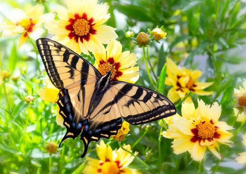 Macro of a western tiger swallowtail (Papilio rutulus) in a flower garden with yellow and red coreopsis flowers - top view with wings spread open.