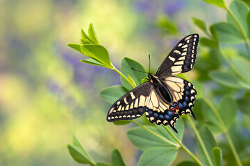 Macro of an Anise Swallowtail butterfly (papilio zelicaon) with wings open, resting on a green flower stalk.  © Corry Anne
