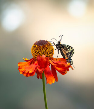 Macro of an anise swallowtail butterfly (papilio zelicaon) feeding on a red helenium flower, on a sunlit background.