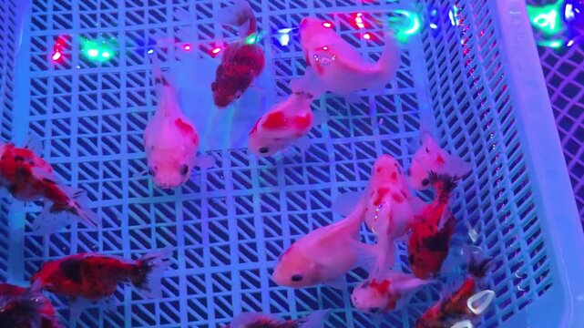 Colorful Goldfish Varieties Swimming in a Blue Plastic Basket