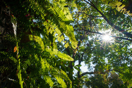 Plantas y follaje en una selva Mexicana 