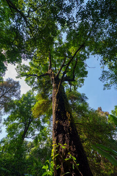 Arbol grande en selva Mexicana 