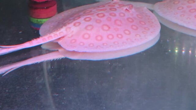 Albino Pearl Stingray Swimming in an Aquarium