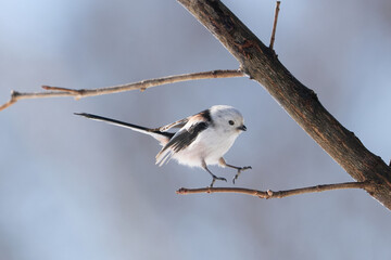 long tailed tit in winter © makieni