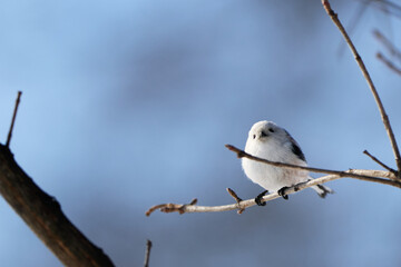 long tailed tit in winter © makieni