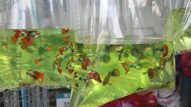 Close Up Shot of Small Colorful Guppy Fish for Sale inside Clear Plastic Bags Filled with Water