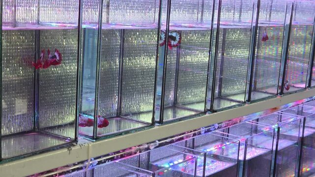 Rows of Betta Fish in Individual Glass Aquariums