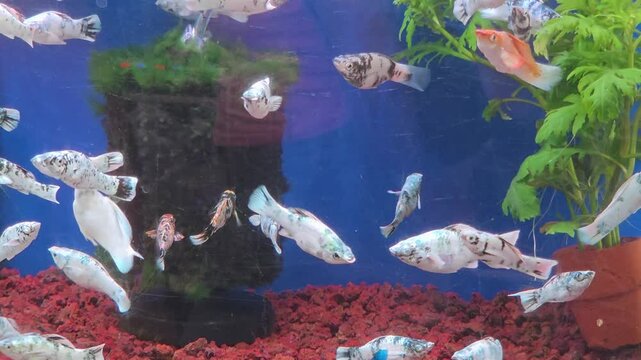 School of  Dalmatian Mollies Fish Swimming in an Aquarium
