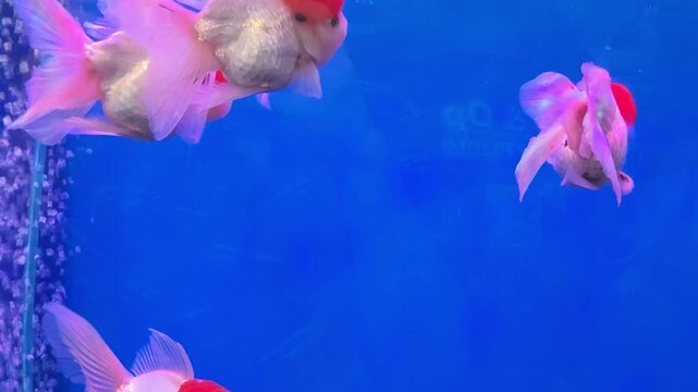 School of Red-Capped Oranda Goldfish Swimming in a Blue Aquarium