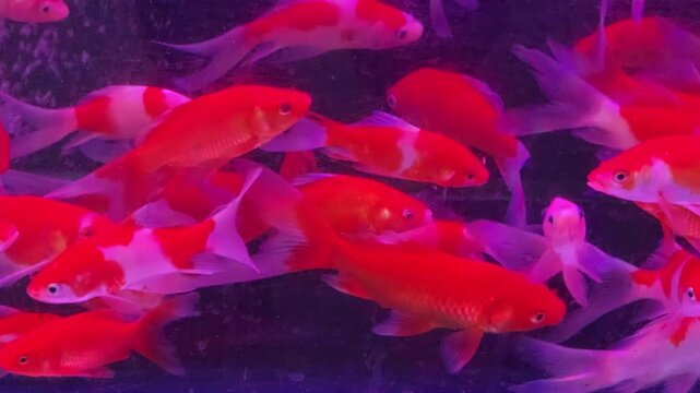 School of Red and White Comet Goldfish Swimming Underwater