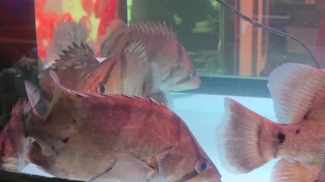 Group of Northeastern Siamese Tigerfish Swimming in an Aquarium