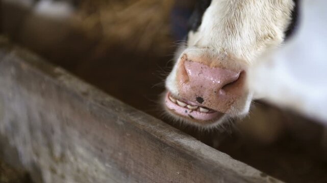Close-up cow muzzle resting over a weathered wooden fence