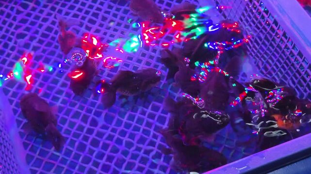 Black Goldfish Swimming in a Basket Under Neon Lights