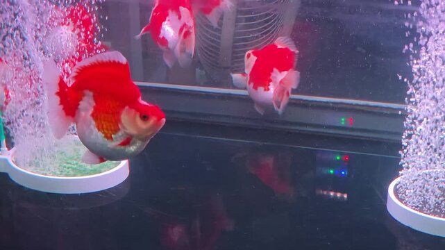Ryukin Goldfish Swimming inside a Glass Aquarium Tank with Air Bubbles 