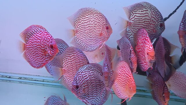 A School of Discus Fish Swimming inside a Glass Aquarium Tank