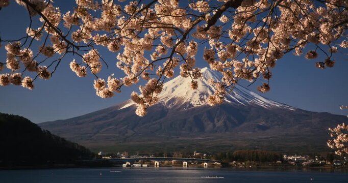 Reveal of majestic Mt. Fuji behind cherry blossoms - wide, steady cam shot
