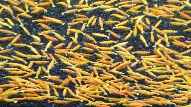 Large Colony of Orange Freshwater Shrimp on Dark Gravel