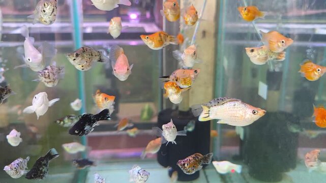 School of Colorful Balloon Molly Fish Swimming in an Aquarium