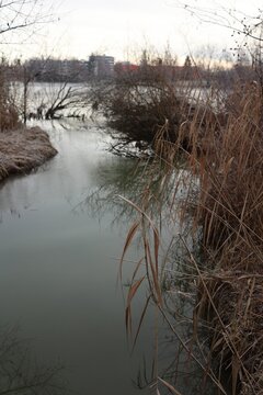 Dry Reeds by River Bank in Winter