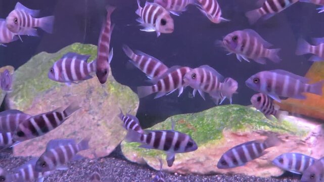 School of Small Frontosa Cichlids Fish Swimming in an Aquarium