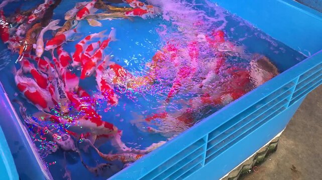 Group of Colorful Koi Fish Swimming in a Blue Plastic Tank