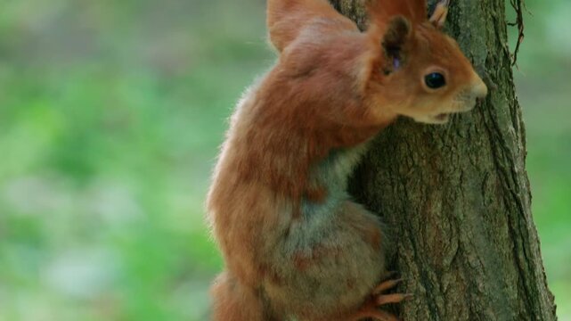 Close up of a squirrel gripping a tree trunk while climbing upward