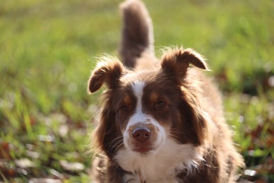 Australian Shepherd Dog in Green Grass