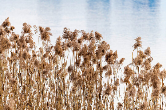 Dry reed plumes growing by a river with bright water surface background in south korea.