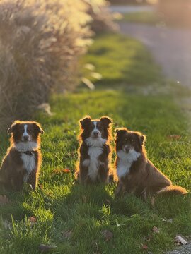 Three Australian Shepherds Sitting in Golden Hour Sunlight