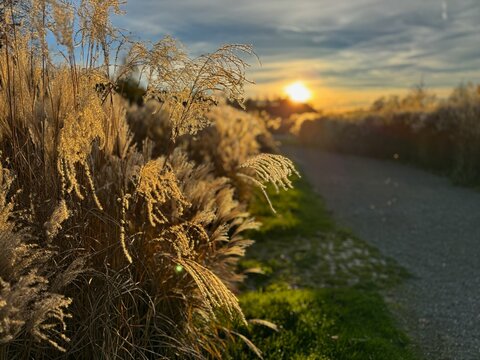 Golden ornamental grass by roadside at sunset