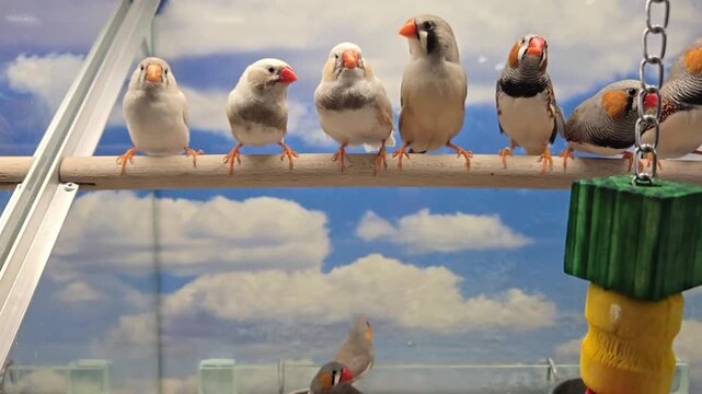 Group of active zebra finches sitting on a perch in a cage