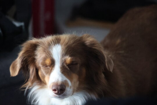 Brown australian shepherd dog sleeping indoors