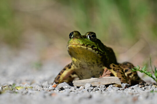 Northern Leopard Frog sitting on a gravel path
