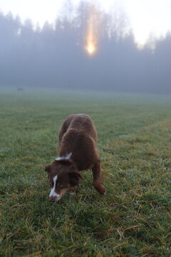 Australian Shepherd Puppy in Misty Morning Field